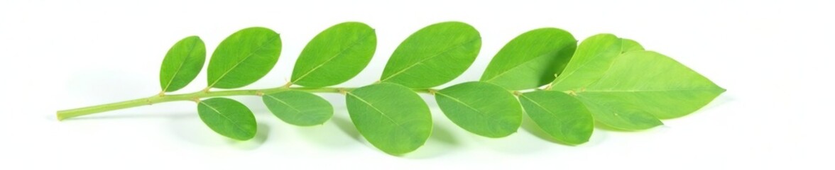 Fototapeta premium Single eucalyptus leaf isolated on white background, green leaf, eucalyptus, green