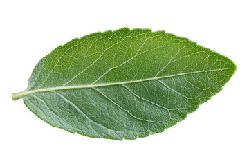 Obraz premium A vibrant green leaf unfolds nature's artistry showcasing intricate veins creating a delicate ecosystem in a crisp high resolution macro shot