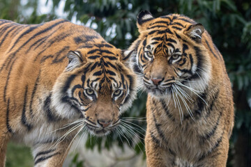 Sumatran tiger sisters