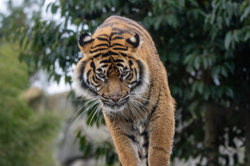 Sumatran tiger