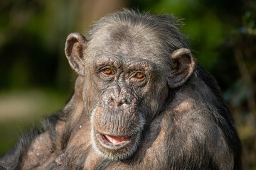 Chimpanzee portrait