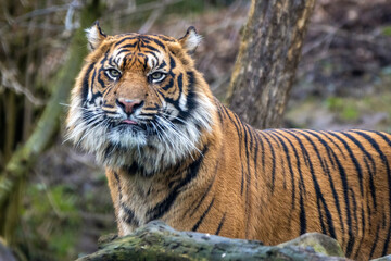 Sumatran tiger, Dash