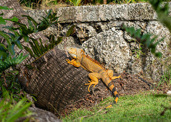 Colorful iguana rests on palm tree trunk in tropical garden during sunny afternoon, showcasing vibrant scales and natural habitat surroundings