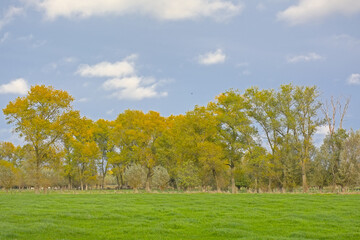 Meadow and colorful willow and poplar trees in Oude Kalevallei nature reserve, Vinderhoute, Flanders, Belgium 