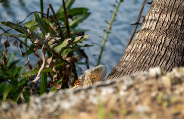 Iguana peeks from behind tree trunk near water in tropical landscape