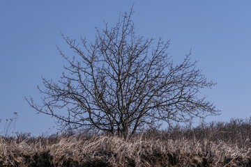 Minimalist Winter Tree Silhouette in a Natural Landscape
