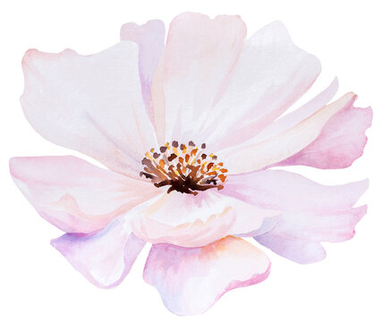 Watercolor pink blush peony flower isolated illustration, pastel romantic floral wedding element