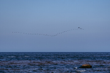 Flock of Birds Flying in Formation Over the Open Ocean