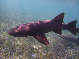 Nurse Sharks of Caye Caulker, Belize