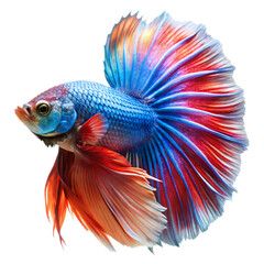 Fototapeta premium Colorful Siamese fighting fish swimming in clear water with vibrant red and orange fins isolated on a white background