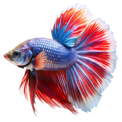 Fototapeta premium Colorful Siamese fighting fish swimming in clear water with vibrant red and orange fins isolated on a white background