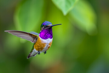 Fototapeta premium Violet-Crowned Hummingbird Perched Gracefully on a Tree Branch, Showcasing Its Brilliant Plumage and Delicate Beauty in a Serene Natural Setting