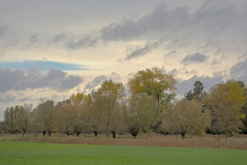 Meadow with trees under a cloudy autumn sky with golden sun glow in Oude Kalevallei nature reserve, Vinderhoute, Flanders, Belgium
