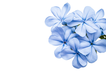Blue plumbago flowers with petals, blossoms, delicate, isolated, cut out transparent