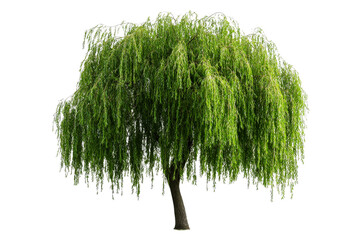 Weeping willow tree with long green branches, isolated on black, cut out transparent