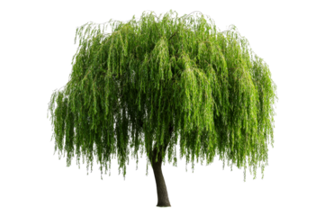 Weeping willow tree with long green branches, isolated on black, cut out transparent
