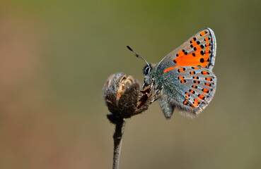 Tomares nesimachus 1320