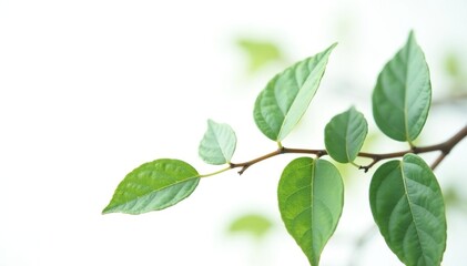 Obraz premium Delicate branches with leaves isolated on white background, botanical, white