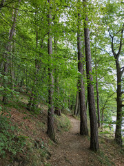 Hiking trail winding through lush green forest near castle mnisek pod brdy