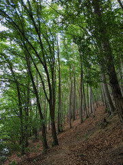 Lush green forest growing on a hillside near castle mnisek pod brdy
