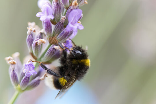 Close-up of a bumblebee's wings, bumblebee from the side, insect on a lavender flower, close-up of a bumblebee's hair, insect on a purple flower