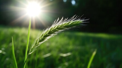 Obraz premium Close-up of a blade of grass bathed in sunlight