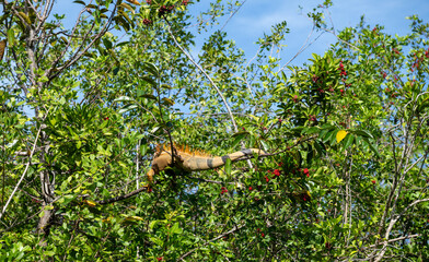 Iguana rests on a branch in a vibrant tropical forest while fruit hangs nearby during a sunny day