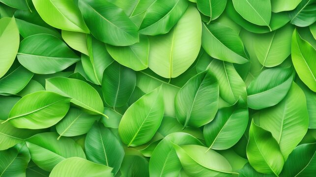 Creative layout made of green leaves. Flat lay. Top view. Nature concept. Organic foliage forming natural background. Fresh verdan