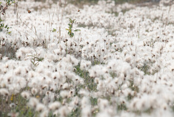 Field of Eriophorum, Alaska cotton grass, on a sunny summer day on the Alaska Highway between Delta Junction and Tok, Alaska.