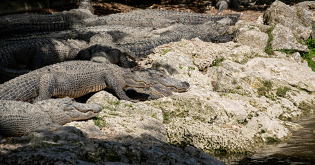 Large group of alligators sunbathing on rocky shore in natural habitat at midday near a body of water