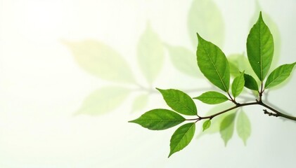 Fototapeta premium Single branch with leaves against white seamless background, leafy, isolated