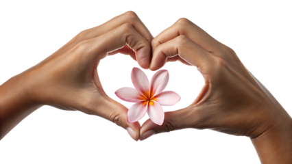 hands heart shape in flower symbolising love or hands holding a flower on white background PNG	