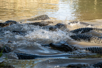 Alligators congregating in shallow water during the afternoon near a riverbank in a natural habitat, creating ripples and splashes as they move and interact with each other