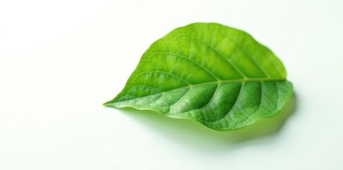 Obraz premium A solitary leaf with intricate veins against a white background, organic, macro, botanical