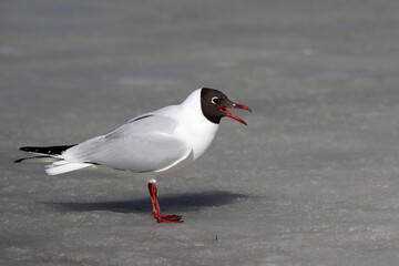 Black-headed gull