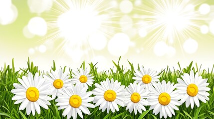 Obraz premium Daisies blooming in green grass with sun, web background