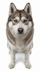 Fototapeta premium beautiful husky breed sitting still – ai-generated pet image