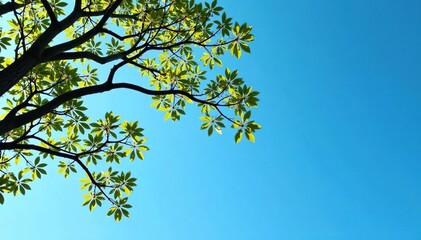 Fototapeta premium Tree's branches stretch towards a clear blue sky, branches, serene, blue