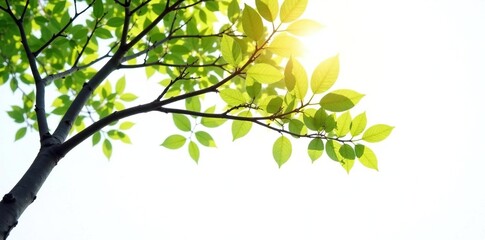 Obraz premium Delicate branches of a tree stretching towards the light source on white background, isolated branches, natural world