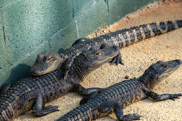 Alligators basking in the sun near a concrete wall in a wildlife park during a warm afternoon in summer
