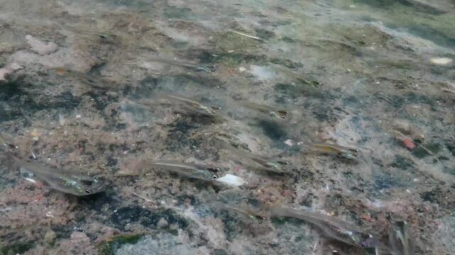 The small fish Gambusia affinis swims under the receding river water.