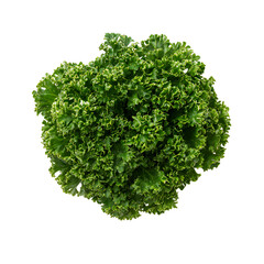 Fototapeta premium Fresh green parsley bunch culinary herb isolated transparent background food photography