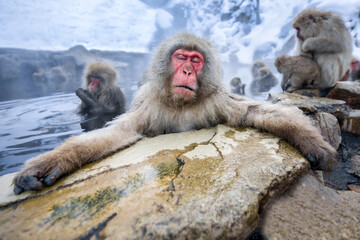 Snow monkey relaxing in a hot spring, Jigokudani Snow Monkey Park, Nagano Prefecture, Japan © eyetronic