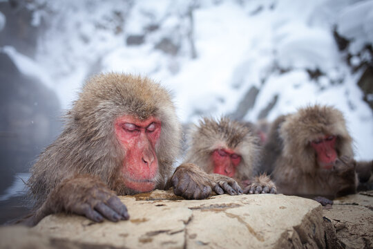 Group of snow monkeys relaxing in a hot spring, Nagano, Japan
