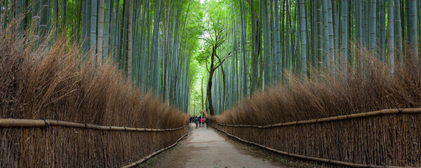 Arashiyama bamboo forest panorama, Kyoto, Japan