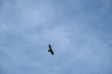 Eagle soaring gracefully in the clear blue sky on a sunny afternoon, showcasing its powerful wings and keen hunting abilities