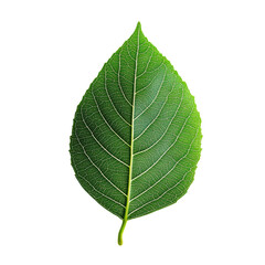 Obraz premium Vibrant Green Leaf on Black Background on a white background.