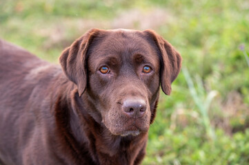 Happy Labrador enjoying springtime in the countryside field with vibrant greenery all around