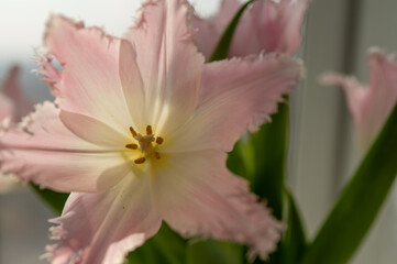 Obraz premium pink fully opened tulip dallas close up