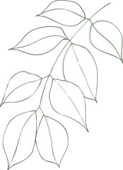 Jasmine Branch Sketch